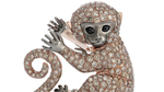 Cheeky monkey_01
